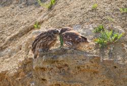 post-55101-0-52202800-1430230430_thumb.j