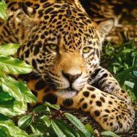 Leopardo