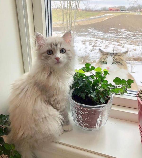 5c764f54b705d_.thumb.jpg.2f486f3d5b3f94c